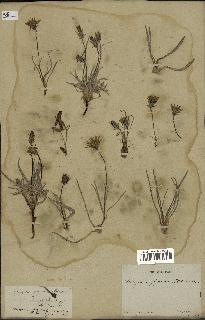 spécimen de Scorzonera pygmaea