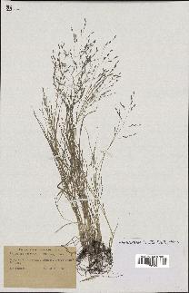 spécimen de Eragrostis pectinacea