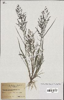 spécimen de Eragrostis pectinacea