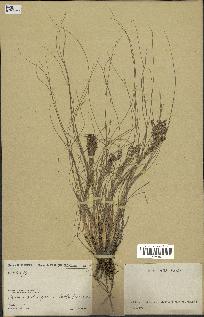 spécimen de Eragrostis sp.