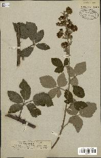 spécimen de Rubus linkianus