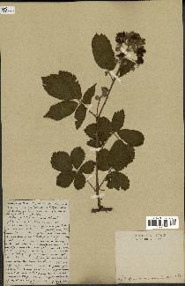 spécimen de Rubus macrophyllus