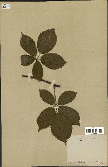 spécimen de Rubus macrophyllus