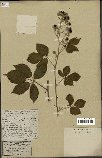 spécimen de Rubus macrophyllus