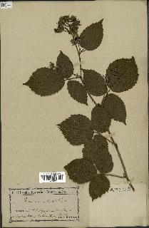 spécimen de Rubus macrophyllus