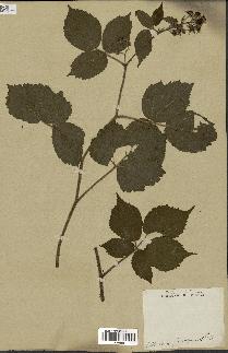 spécimen de Rubus lutescens