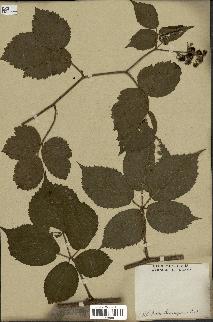 spécimen de Rubus lutescens