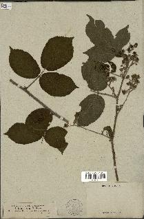 spécimen de Rubus lividus