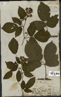 spécimen de Rubus lividus