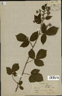 spécimen de Rubus multifidus