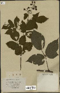 spécimen de Rubus mucronipetalus