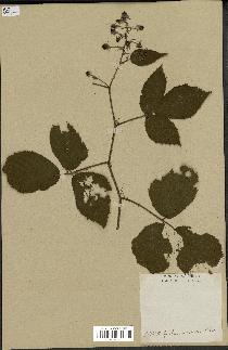 spécimen de Rubus mucronipetalus