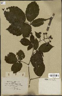 spécimen de Rubus mucronipetalus