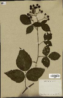 spécimen de Rubus mucronipetalus