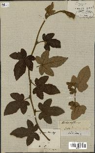 spécimen de Rubus moluccanus