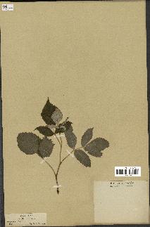 spécimen de Rubus idaeus