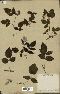 spécimen de Rubus idaeus