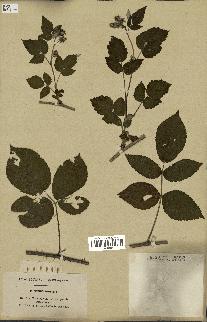 spécimen de Rubus idaeus