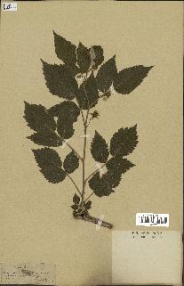 spécimen de Rubus idaeus