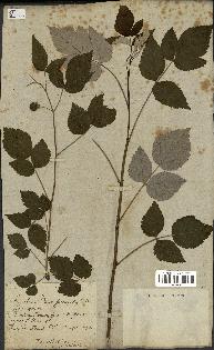 spécimen de Rubus idaeus