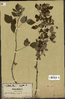 spécimen de Rubus idaeus