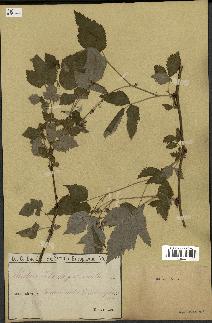 spécimen de Rubus idaeus