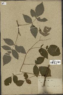 spécimen de Rubus idaeus