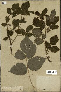 spécimen de Rubus idaeus