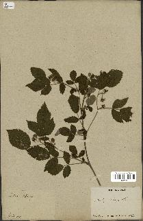 spécimen de Rubus idaeus