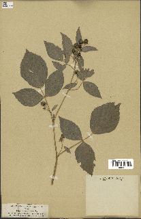 spécimen de Rubus idaeus