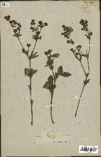 spécimen de Potentilla norvegica