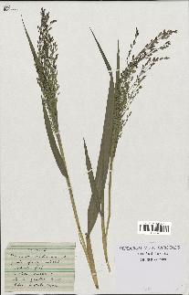 spécimen de Panicum miliaceum