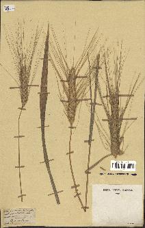 spécimen de Triticum sativum