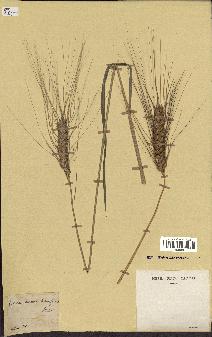 spécimen de Triticum sativum