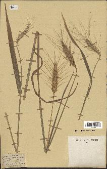 spécimen de Triticum sativum