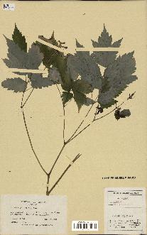 spécimen de Actaea pachypoda