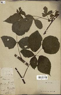 spécimen de Rubus suberectus