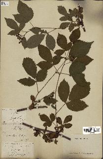 spécimen de Rubus suberectus