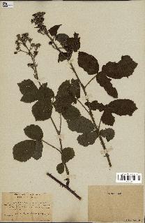 spécimen de Rubus subcanus