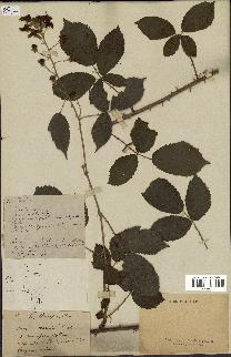 spécimen de Rubus stenophyllus