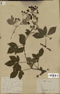 spécimen de Rubus stenophyllus