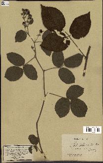 spécimen de Rubus tereticaulis