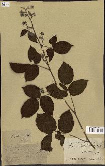 spécimen de Rubus tereticaulis