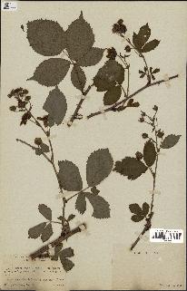 spécimen de Rubus sulcatus