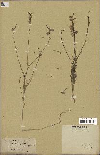 spécimen de Delphinium peregrinum