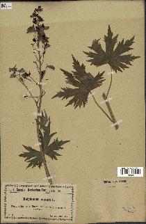spécimen de Delphinium elatum