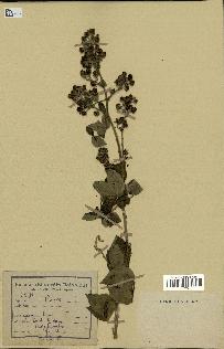 spécimen de Rubus sp.