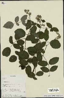 spécimen de Rubus sp.
