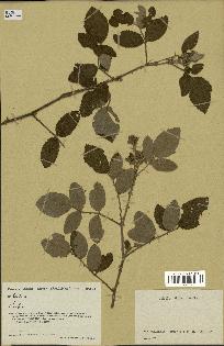 spécimen de Rubus sp.