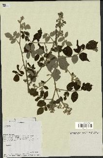 spécimen de Rubus sp.